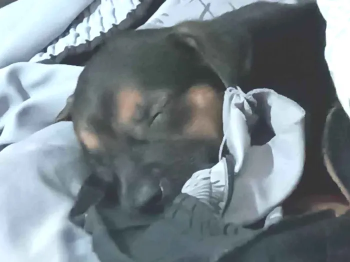 Cachorro ra a SRD-ViraLata idade 2 a 6 meses nome Não tem nome ainda 