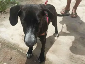 Cachorro raça SRD-ViraLata idade 7 a 11 meses nome Pitaya