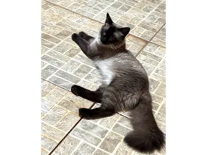 Gato raça SRD-ViraLata idade 1 ano nome Sem nome definido 