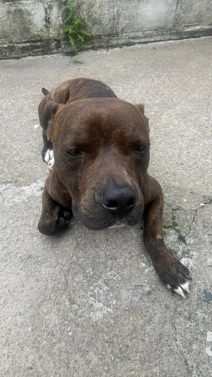 Cachorro ra a Pit-Bull idade 1 ano nome Faruky 