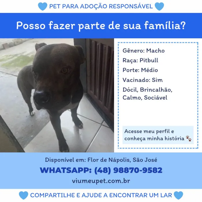 Cachorro ra a Pit-Bull idade 1 ano nome Faruky 