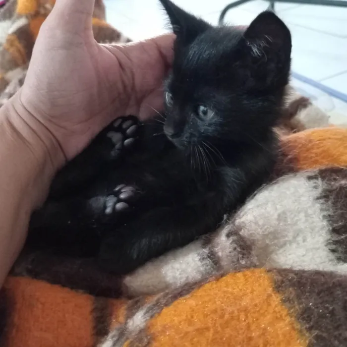 Gato ra a SRD-ViraLata idade Abaixo de 2 meses nome Pretinho