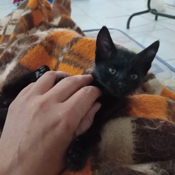 Gato ra a SRD-ViraLata idade Abaixo de 2 meses nome Pretinho