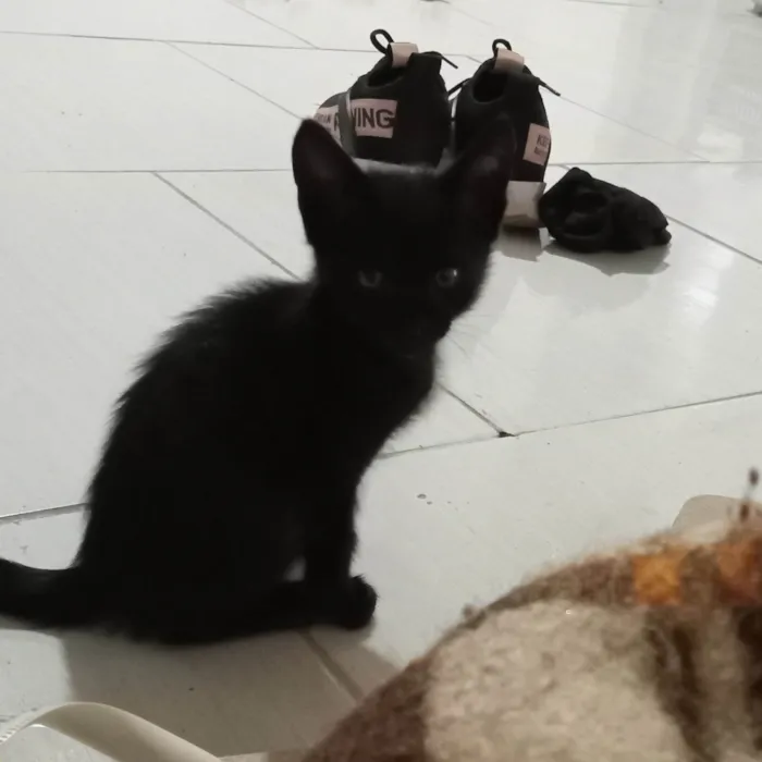 Gato ra a SRD-ViraLata idade Abaixo de 2 meses nome Pretinho