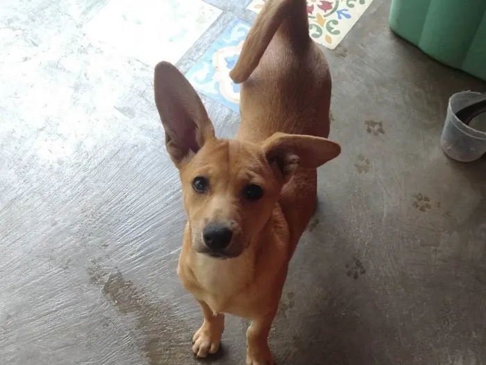 Cachorro ra a SRD-ViraLata idade 2 a 6 meses nome Estrelinha 