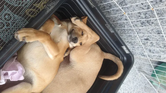 Cachorro ra a SRD-ViraLata idade 2 a 6 meses nome Estrelinha 