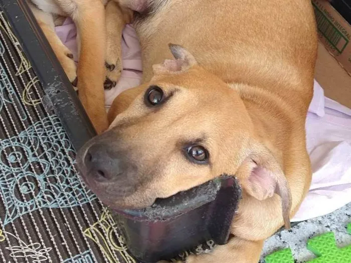 Cachorro ra a SRD-ViraLata idade 2 a 6 meses nome Biscoitinho