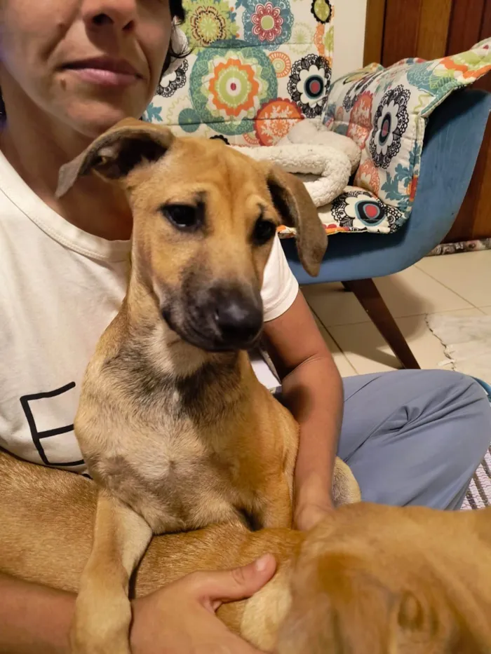 Cachorro ra a SRD-ViraLata idade 2 a 6 meses nome Biscoitinho