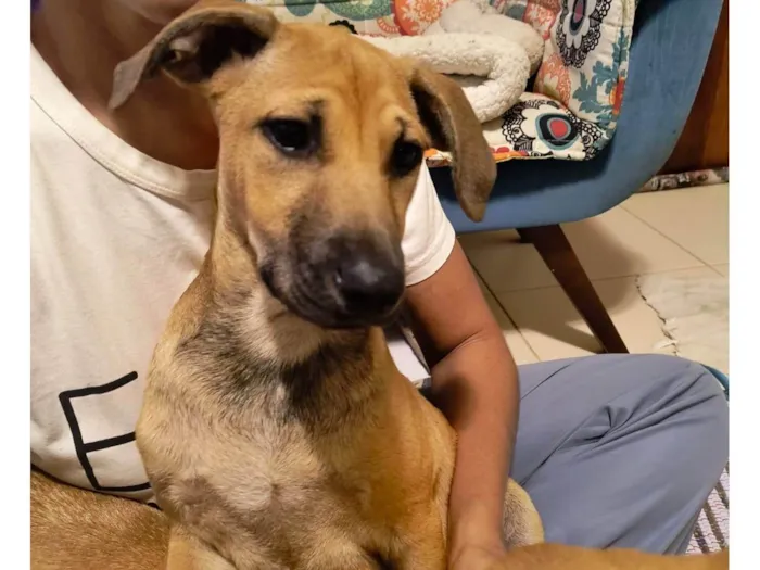 Cachorro ra a SRD-ViraLata idade 2 a 6 meses nome Biscoitinho