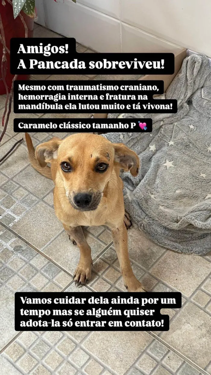 Cachorro ra a SRD-ViraLata idade 1 ano nome Sem nome 