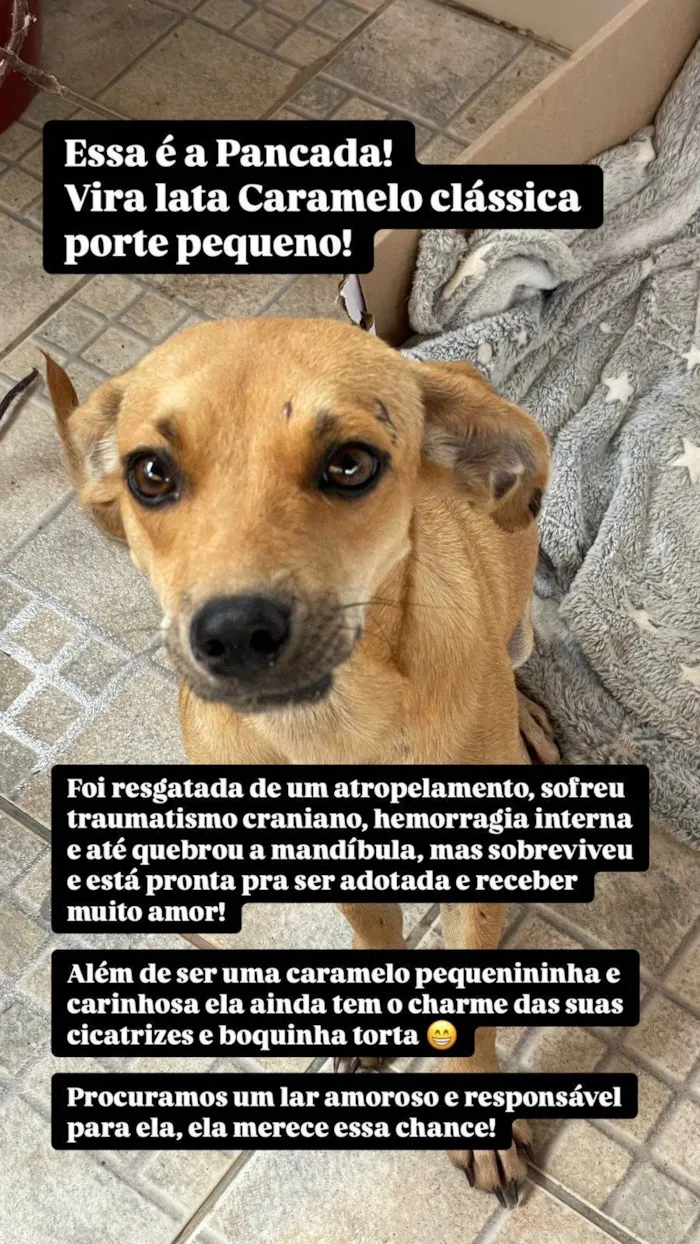 Cachorro ra a SRD-ViraLata idade 1 ano nome Sem nome 