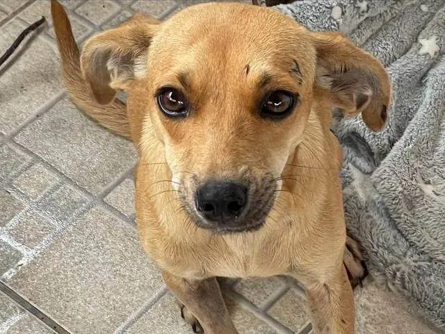 Cachorro ra a SRD-ViraLata idade 1 ano nome Sem nome 