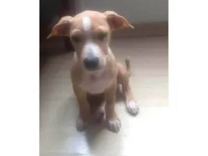 Cachorro raça SRD-ViraLata idade 2 a 6 meses nome Chiquinho