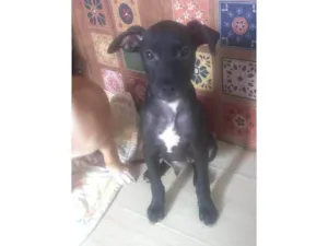 Cachorro raça SRD-ViraLata idade 2 a 6 meses nome James 