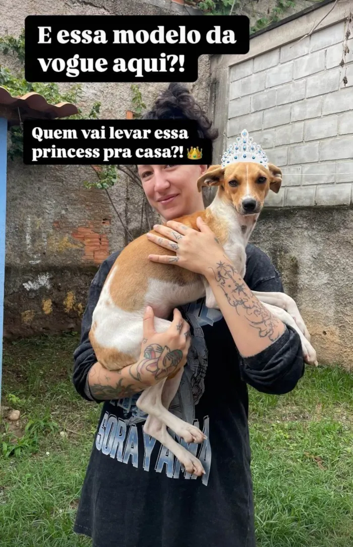 Cachorro ra a SRD-ViraLata idade 1 ano nome Sem nome