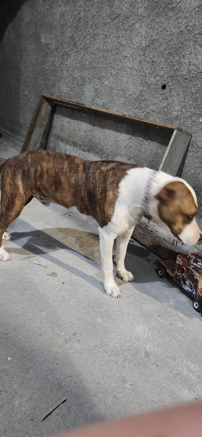 Cachorro ra a Pit-Bull idade 2 anos nome Zeus