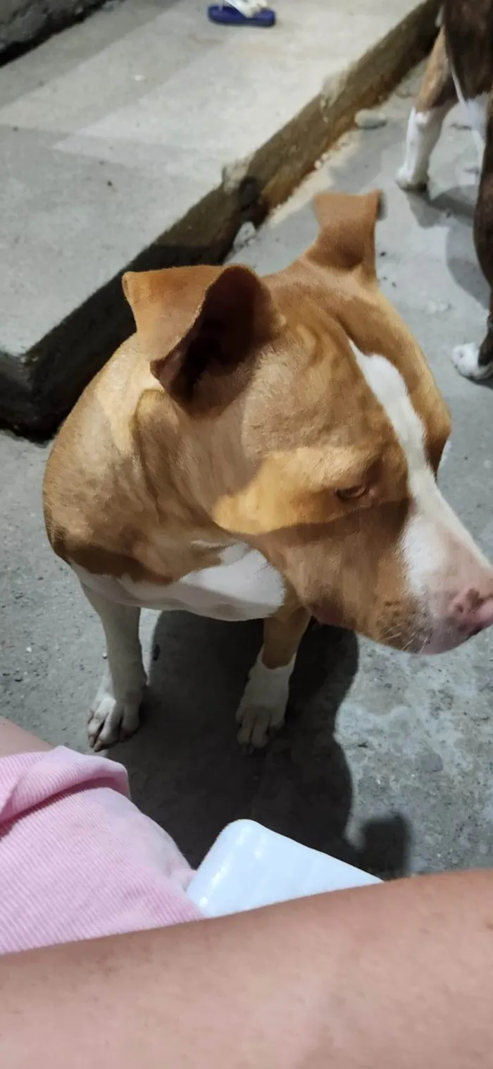 Cachorro ra a Pit-Bull idade 3 anos nome Athena