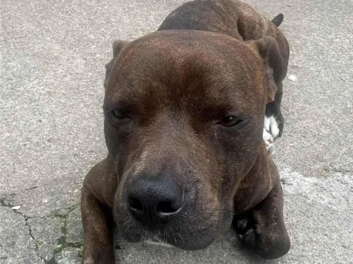 Cachorro ra a Pit-Bull idade 1 ano nome Faruky 