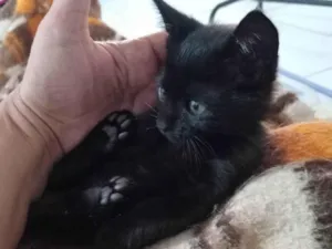 Gato raça SRD-ViraLata idade Abaixo de 2 meses nome Pretinho