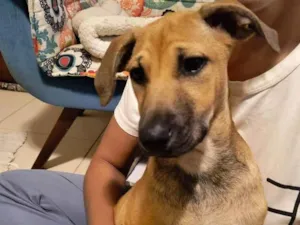 Cachorro raça SRD-ViraLata idade 2 a 6 meses nome Biscoitinho