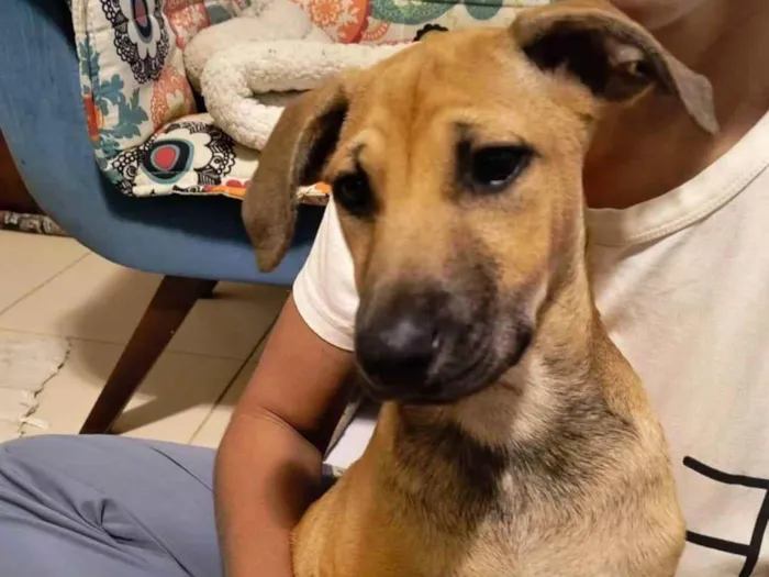 Cachorro ra a SRD-ViraLata idade 2 a 6 meses nome Biscoitinho