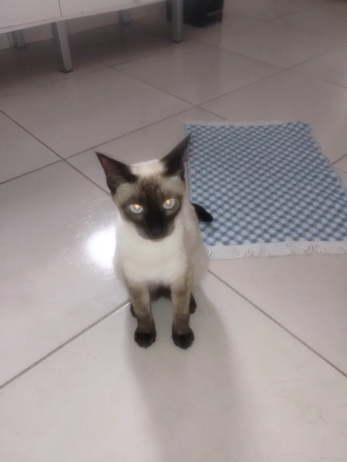 Gato ra a Siamês idade 7 a 11 meses nome Theo 