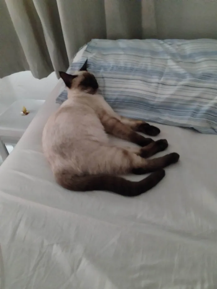 Gato ra a Siamês idade 7 a 11 meses nome Theo 