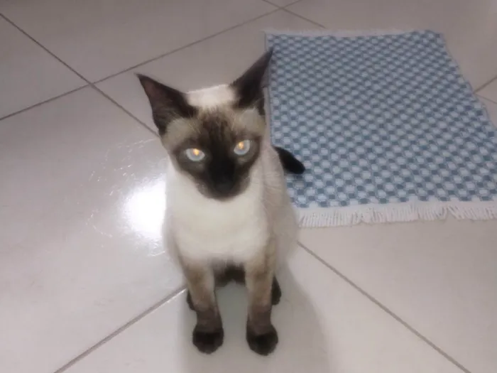 Gato ra a Siamês idade 7 a 11 meses nome Theo 