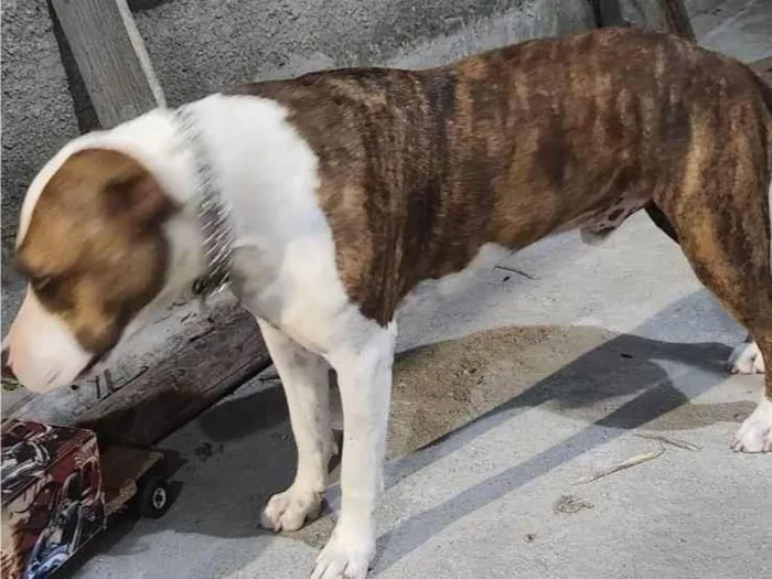 Cachorro ra a Pit-Bull idade 2 anos nome Zeus