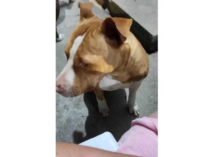 Cachorro ra a Pit-Bull idade 3 anos nome Athena