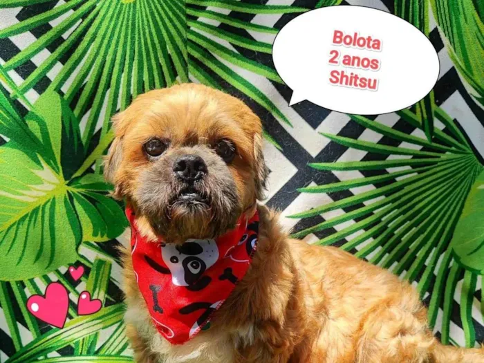 Cachorro ra a Shitzu idade 2 anos nome Bolota 