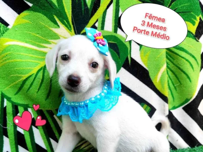 Cachorro ra a SRD-ViraLata idade 2 a 6 meses nome Clarinha