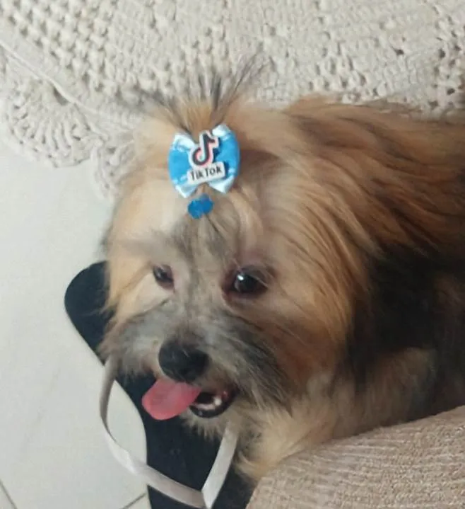 Cachorro ra a Lhasa Apso idade 7 a 11 meses nome Baruki