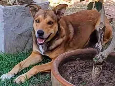 Cachorro ra a SRD-ViraLata idade 4 anos nome Marley 