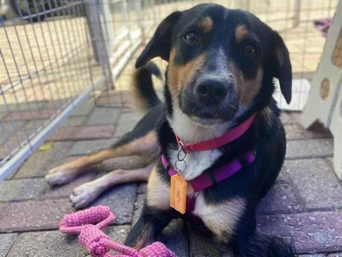 Cachorro ra a SRD-ViraLata idade 2 anos nome Bolinha 