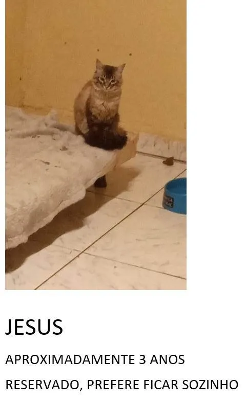 Gato ra a SRD-ViraLata idade 3 anos nome Jesus