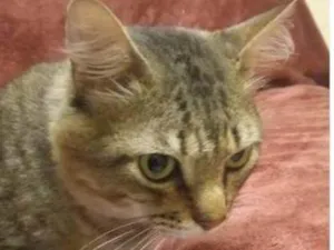 Gato raça SRD-ViraLata idade 2 anos nome Sérgio