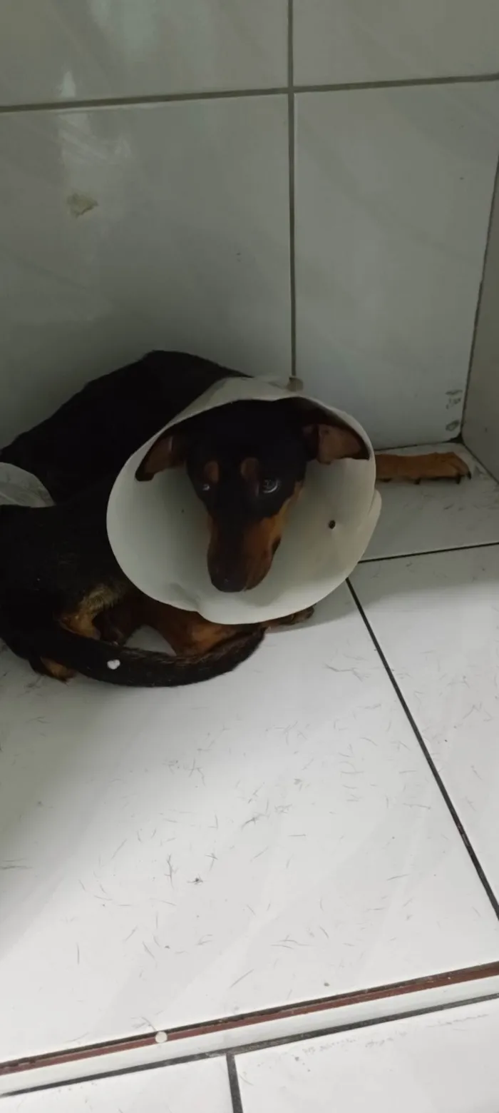 Cachorro ra a SRD-ViraLata idade 1 ano nome Pretinha