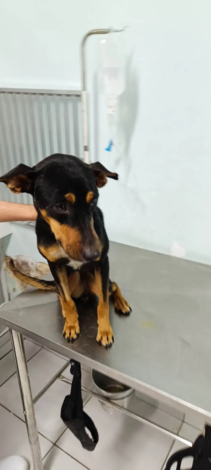 Cachorro ra a SRD-ViraLata idade 1 ano nome Pretinha