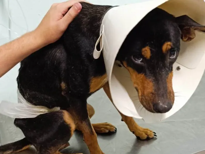 Cachorro ra a SRD-ViraLata idade 1 ano nome Pretinha