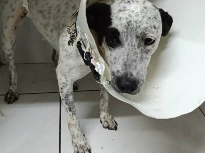 Cachorro ra a SRD-ViraLata idade 1 ano nome malhada