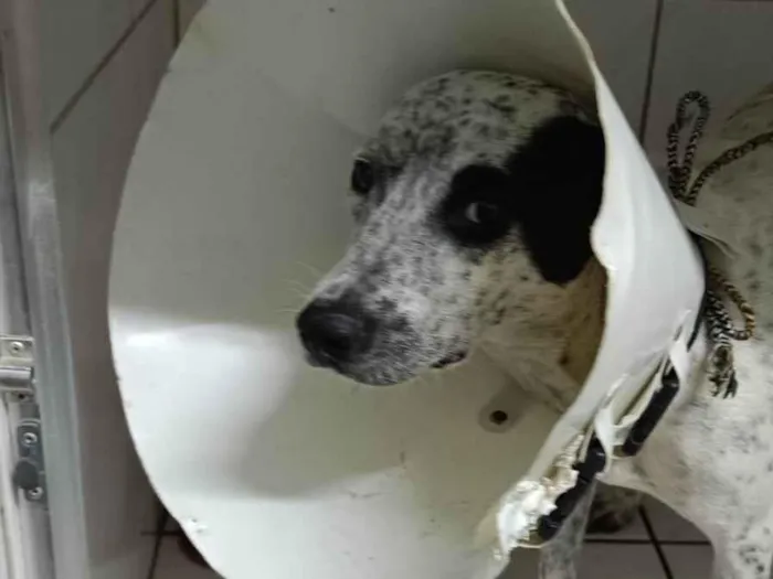 Cachorro ra a SRD-ViraLata idade 1 ano nome malhada