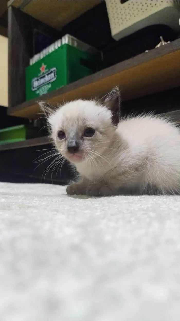 Gato ra a SRD-ViraLata idade 2 a 6 meses nome Vandinha