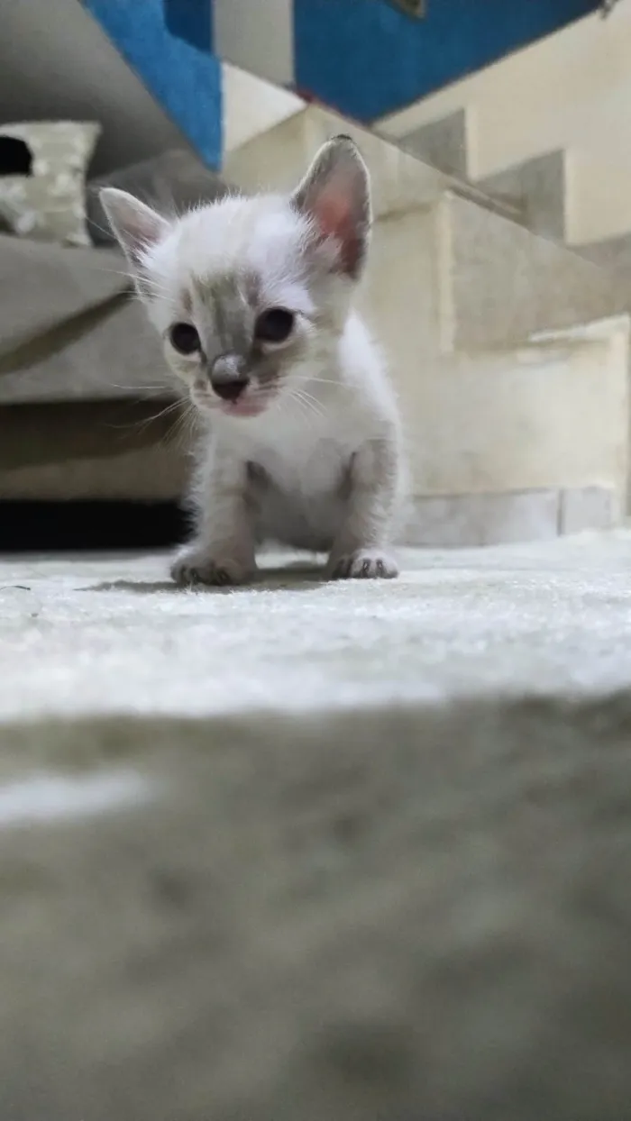 Gato ra a SRD-ViraLata idade 2 a 6 meses nome Vandinha