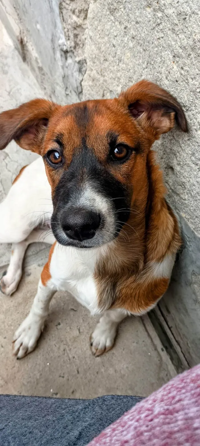 Cachorro ra a SRD-ViraLata idade 7 a 11 meses nome Spike 