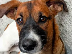 Cachorro raça SRD-ViraLata idade 7 a 11 meses nome Spike 