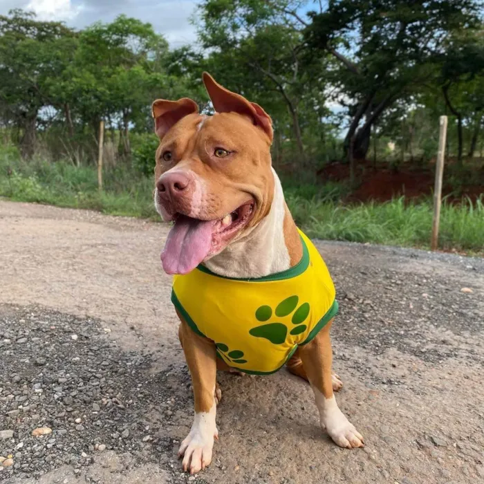 Cachorro ra a Pit-Bull idade 5 anos nome Moegana