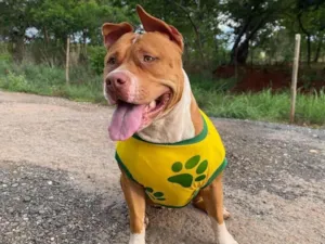 Cachorro raça Pit-Bull idade 5 anos nome Moegana