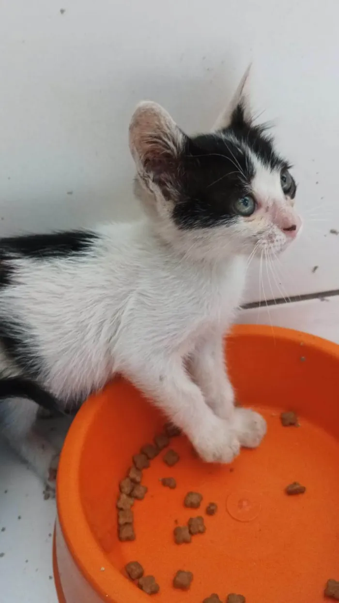 Gato ra a SRD-ViraLata idade Abaixo de 2 meses nome Floquinho 