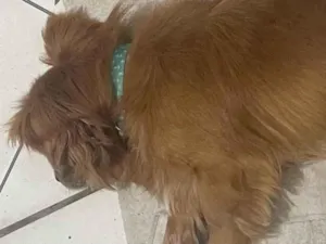 Cachorro raça SRD-ViraLata idade 3 anos nome Maylon ou lubby 